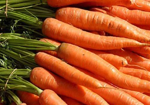 Table carrot varieties