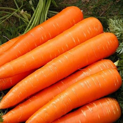 Table carrot varieties