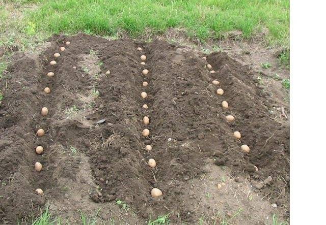 Taboo when planting potatoes: reviews 