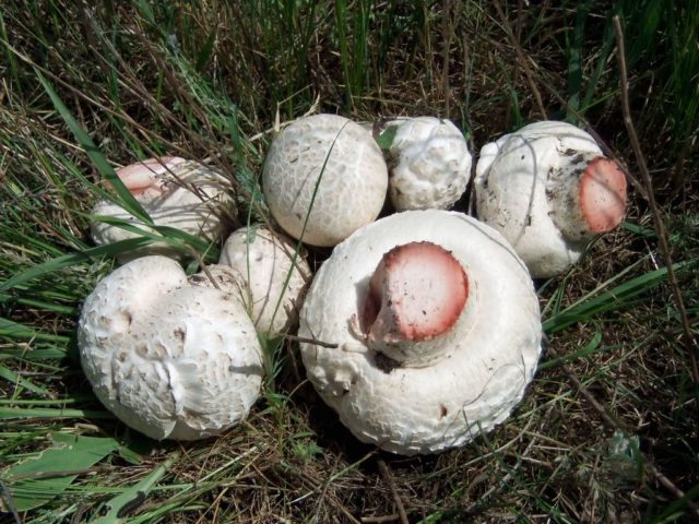 Tabular champignons: edibility, description and photo