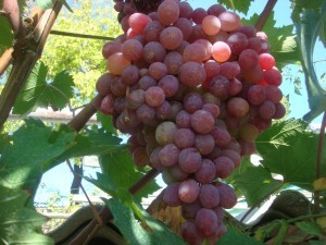 Taifi grape variety: description, characteristics and agricultural technology