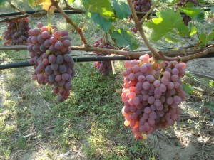 Taifi grape variety: description, characteristics and agricultural technology