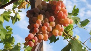 Taifi grape variety: description, characteristics and agricultural technology