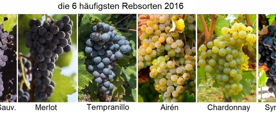 Taifi grape variety: description, characteristics and agricultural technology