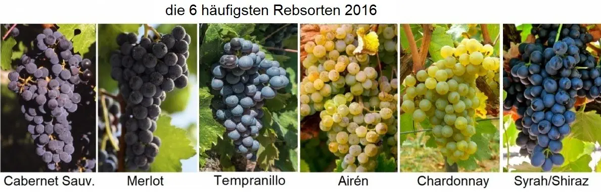 Taifi grape variety: description, characteristics and agricultural technology