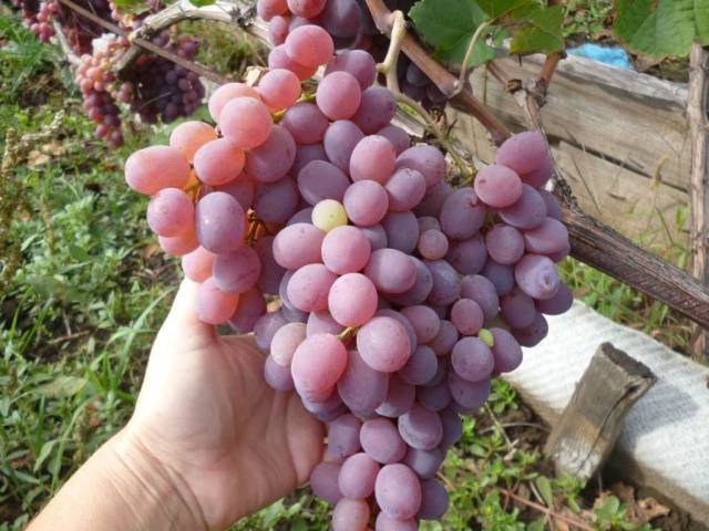 Taifi grape variety: pink, white