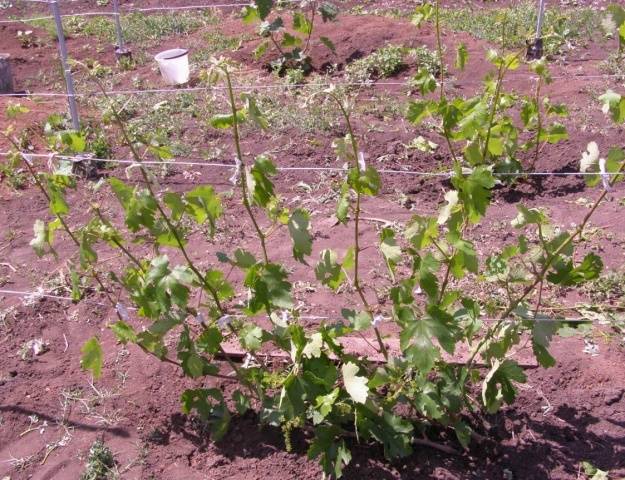 Taifi grape variety: pink, white