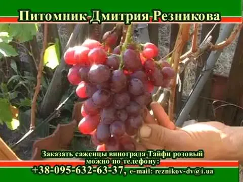 Taifi grape variety: pink, white