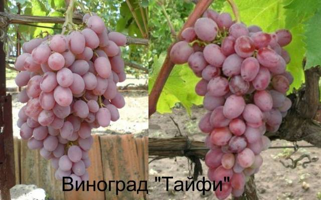 Taifi grape variety: pink, white