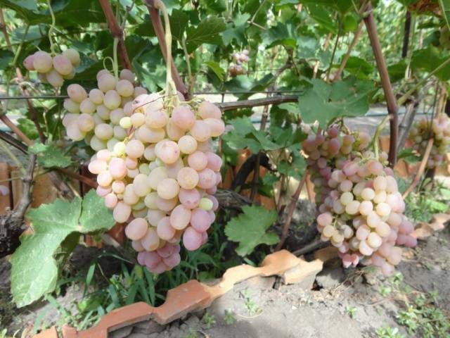 Taifi grape variety: pink, white