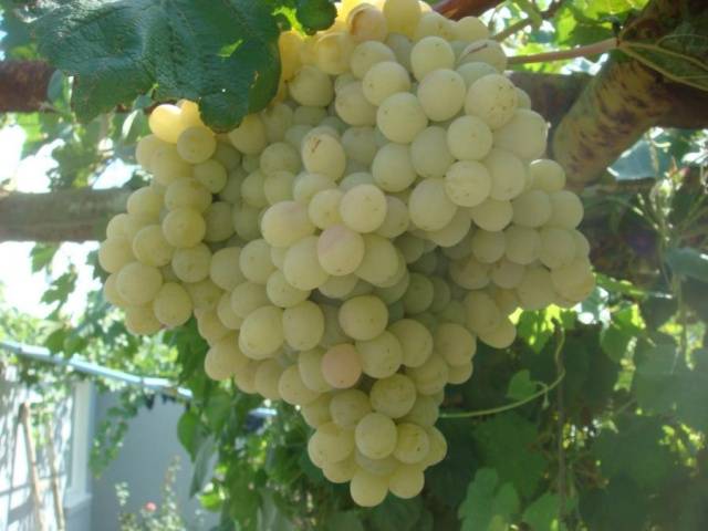 Taifi grape variety: pink, white