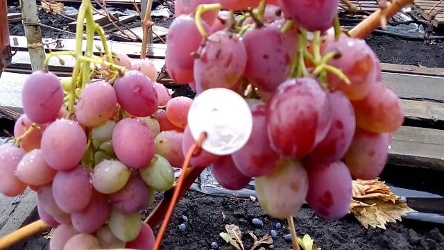 Taifi grape variety: pink, white