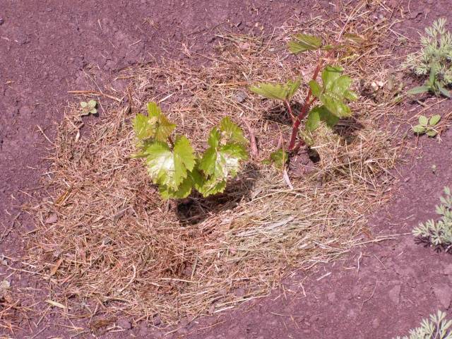 Taifi grape variety: pink, white