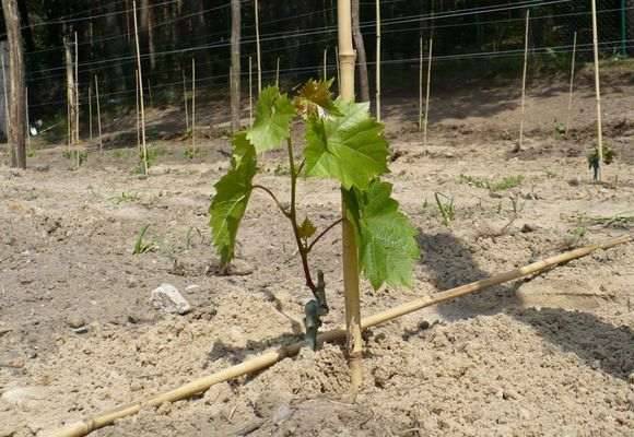 Taifi grape variety: pink, white