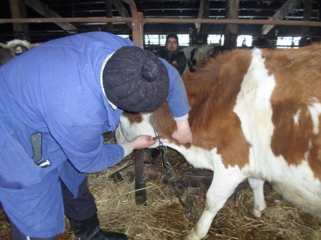 Taking blood from cattle from the caudal vein and jugular