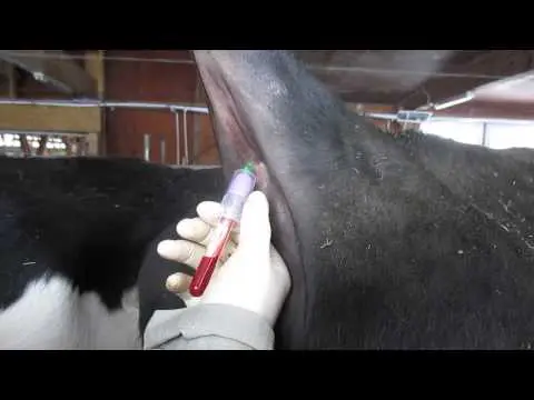 Taking blood from cattle from the caudal vein and jugular