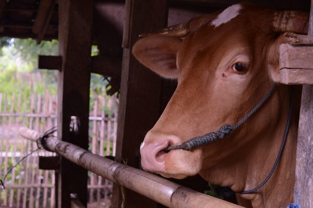 Taking blood from cattle from the caudal vein and jugular