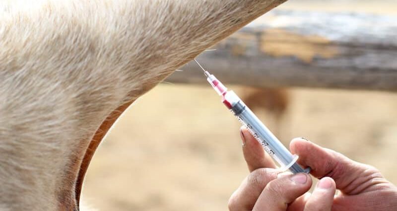 Taking blood from cattle from the caudal vein and jugular