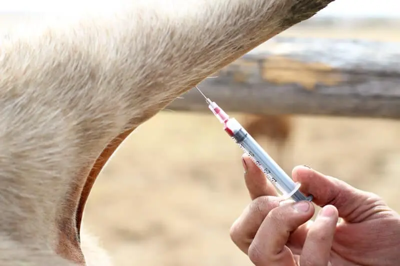 Taking blood from cattle from the caudal vein and jugular