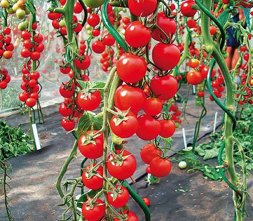 Tall cherry tomatoes: description of varieties with photos 