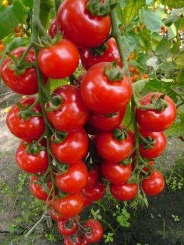 Tall cherry tomatoes: description of varieties with photos 