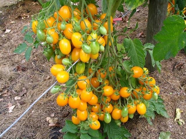 Tall cherry tomatoes: description of varieties with photos 