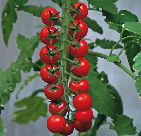 Tall cherry tomatoes: description of varieties with photos 