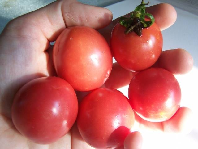 Tall cherry tomatoes: description of varieties with photos 