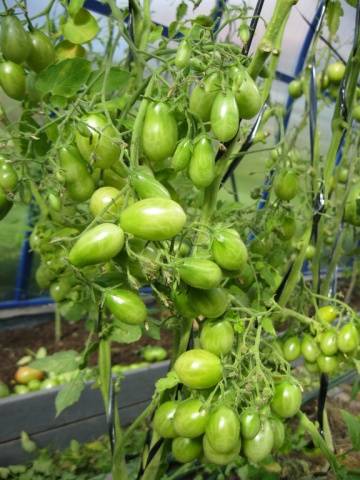 Tall cherry tomatoes: description of varieties with photos 