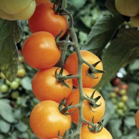 Tall cherry tomatoes: description of varieties with photos 