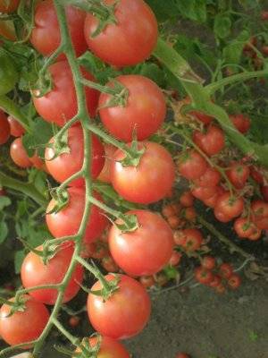 Tall cherry tomatoes: description of varieties with photos 