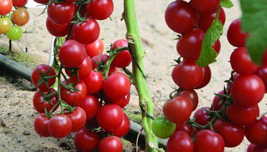 Tall cherry tomatoes: description of varieties with photos 