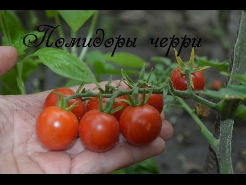 Tall cherry tomatoes: description of varieties with photos 