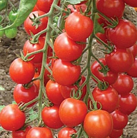 Tall cherry tomatoes: description of varieties with photos 