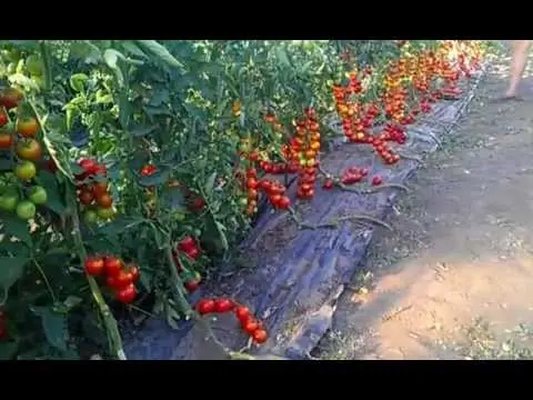 Tall cherry tomatoes: description of varieties with photos 