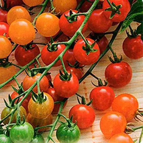 Tall cherry tomatoes: description of varieties with photos 