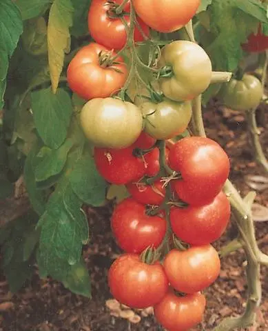 Tall cherry tomatoes: description of varieties with photos 