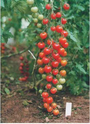 Tall cherry tomatoes: description of varieties with photos 