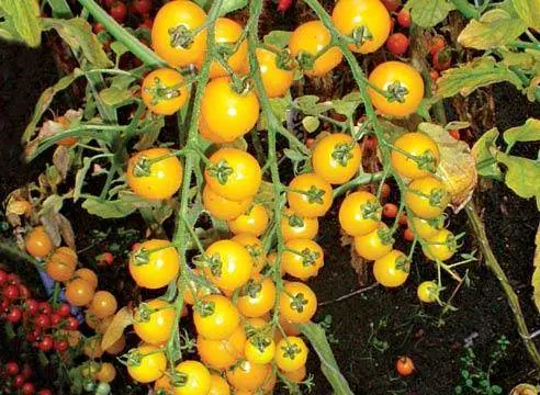 Tall cherry tomatoes: description of varieties with photos 