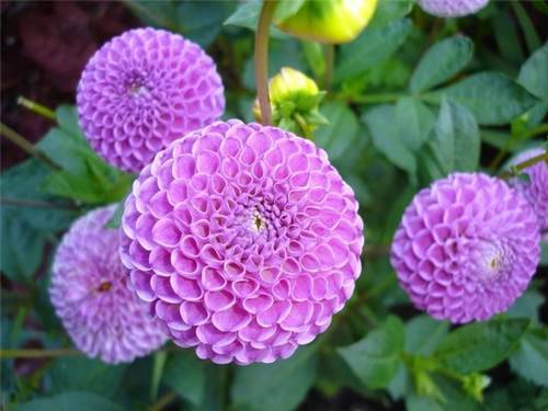 tall perennial flowers