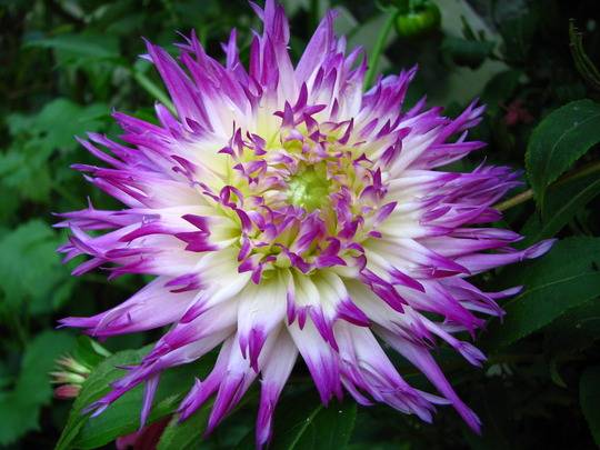 tall perennial flowers