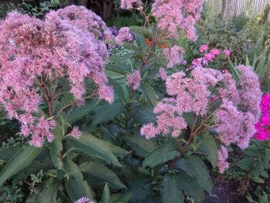 tall perennial flowers