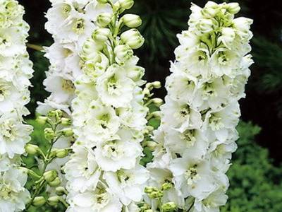 tall perennial flowers