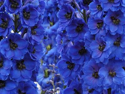 tall perennial flowers