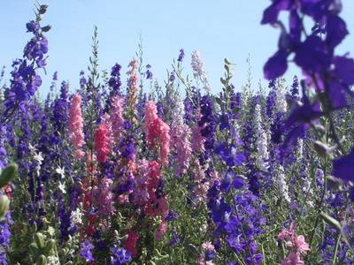 tall perennial flowers