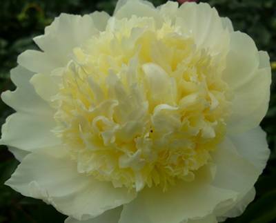 tall perennial flowers