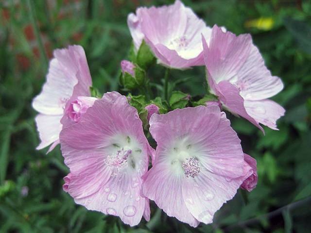 tall perennial flowers