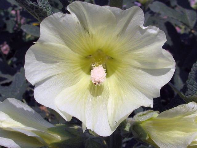 tall perennial flowers