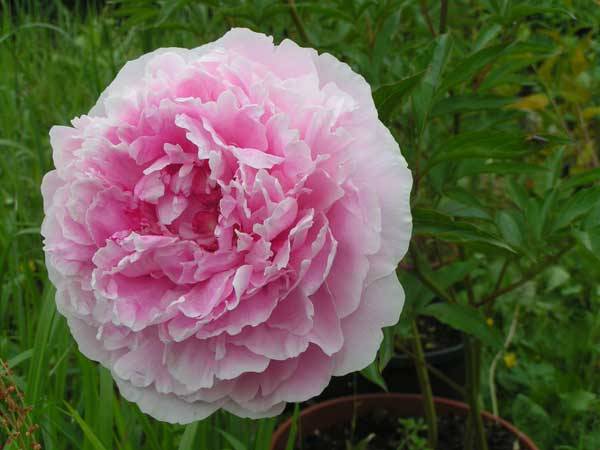 tall perennial flowers