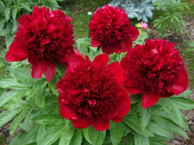 tall perennial flowers